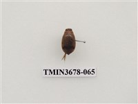 藏品(龍蝨、牙蟲)的圖片